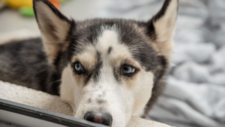 Главное — забота и терпение: ветеринар рассказал, как помочь питомцам пережить новогоднюю ночь