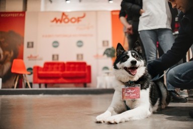Фестиваль WOOF в поддержку животных из приютов пройдёт в Москве в 13-й раз