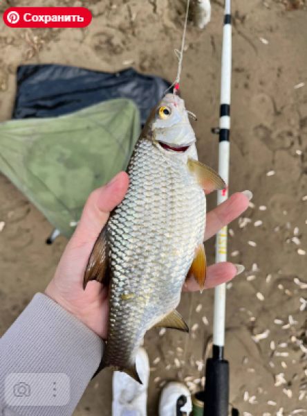 «Горькая» редкая рыба массово пошла из Каспийского моря в Волгу