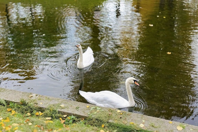 Взяли под опеку: Московский зоопарк принял на зимовку двух лебедей-шипунов Взяли под опеку: Московский зоопарк принял на зимовку двух лебедей-шипунов