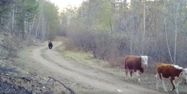 В Бурятии фотоловушка запечатлела погоню медведя за коровами
