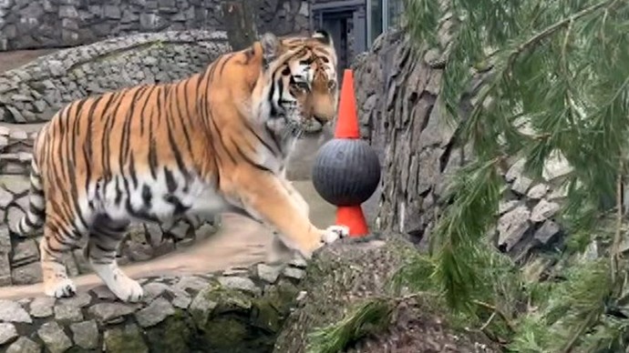 58 кг мяса за неделю: чем и как питается амурский тигр Амадей из Ленинградского зоопарка 58 кг мяса за неделю: чем и как питается амурский тигр Амадей из Ленинградского зоопарка