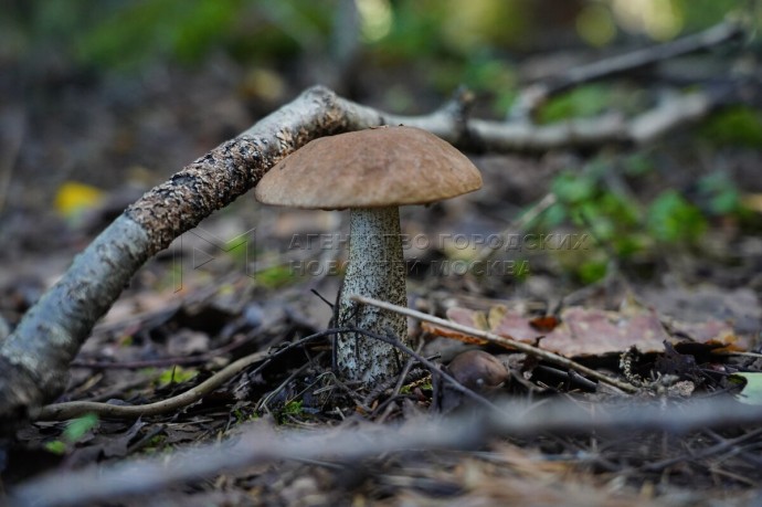 Спасатели в Подмосковье вывели из леса двух заблудившихся пенсионерок