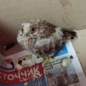 В Кирово-Чепецке срочно ищут автоволонтера для спасения раненой птицы