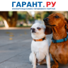 В РФ планируют создать реестр домашних животных со сведениями о них и владельцах