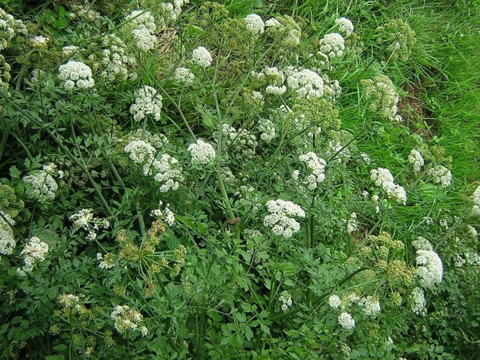 Испарения омежника вызывают головокружение — ботаник Джон Лайтфут