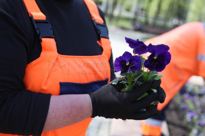 Более 4 млн саженцев виолы украсили городские цветники