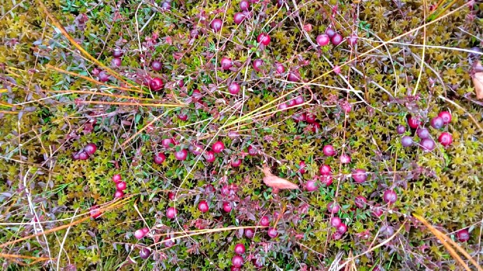 Нетрезвый житель села открыл огонь по ягодникам в Тихвинском районе Нетрезвый житель села открыл огонь по ягодникам в Тихвинском районе