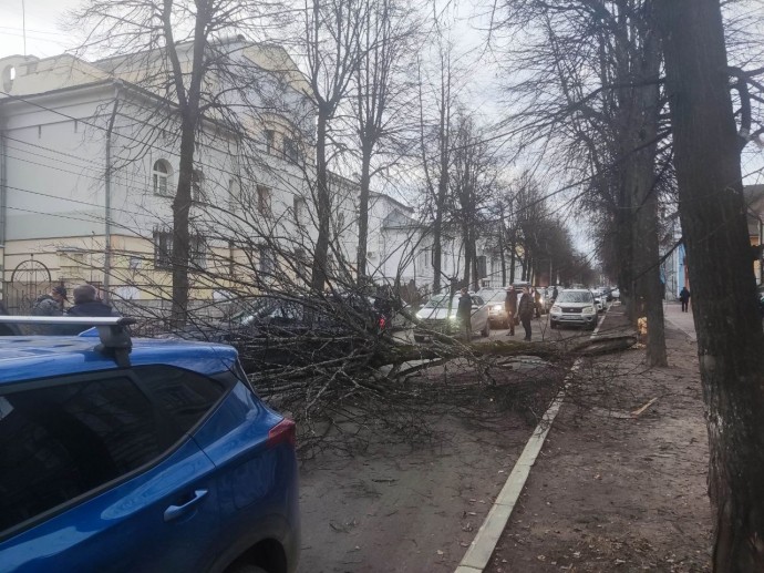 Упавшее дерево в центре Ярославля перекрыло дорогу в час-пик