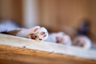 Питомец в каждый дом (видеографика)