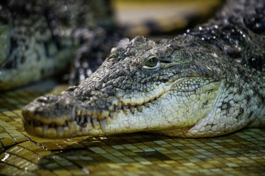 На Филиппинах человека съел гигантский крокодил