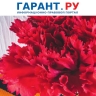 Ветеранам войны из новых регионов не нужно будет подтверждать свой статус