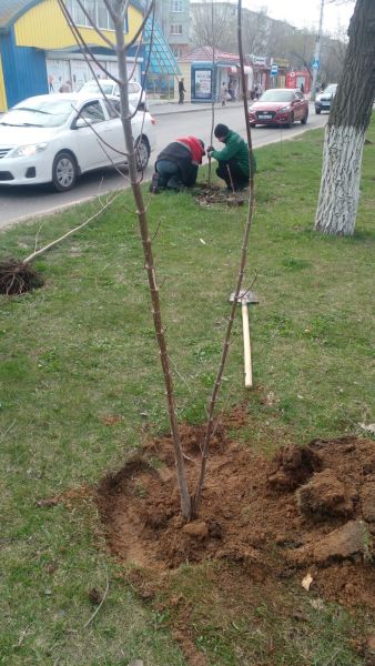 В Астрахани началась высадка деревьев