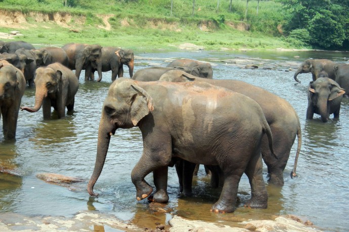 Слоны убили женщину, которая возвращалась домой с работы