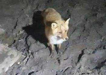 В Амурской области сняли на камеру обиженную лису