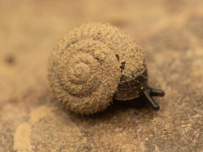 Моллюск возрастом 507 лет погиб при исследовании — данные Бангорского университета