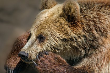 Медведь утащил мальчика из класса во время уроков