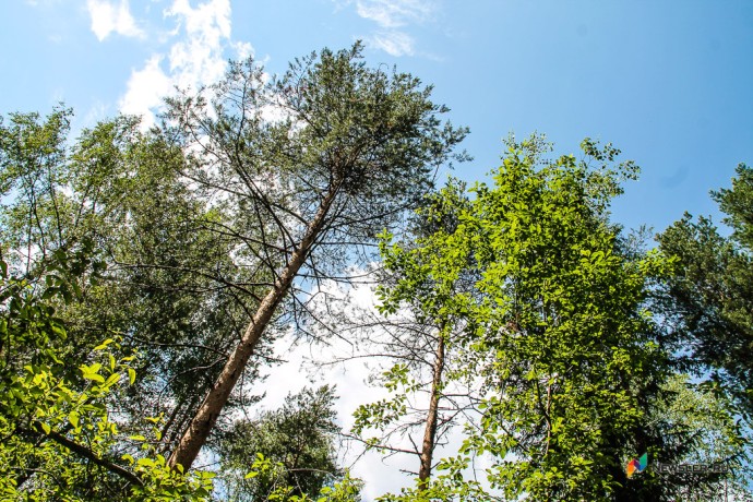 В Кировскую область ввезли 25 тысяч саженцев из Беларуси