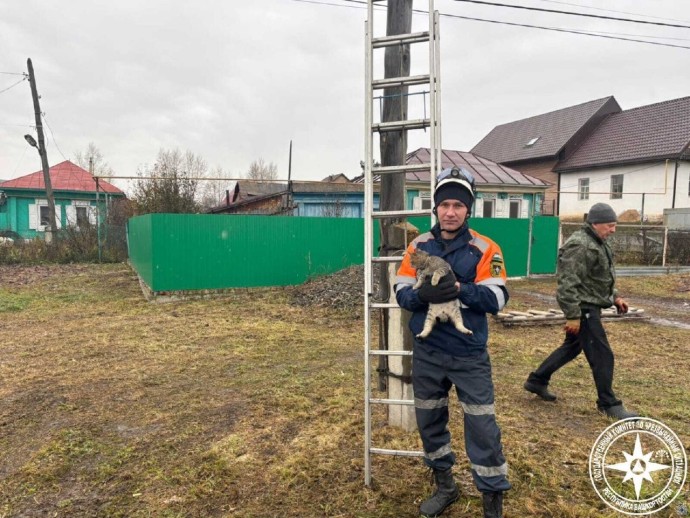 В Башкирии котёнок забрался на электроопору В Башкирии котёнок забрался на электроопору