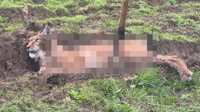 На жителя Башкирии напала бешенная рысь На жителя Башкирии напала бешенная рысь