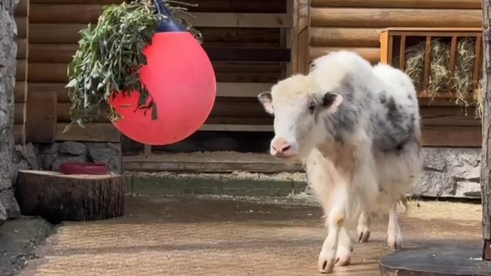 Самка тибетского яка поселилась в Ленинградском зоопарке