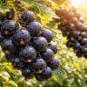 Ягоды с вишню и вкус, как в детстве: сорта смородины, которые переписывают правила сада