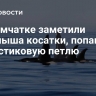 На Камчатке заметили детеныша косатки, попавшего в пластиковую петлю