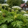 Россиян скоро начнут штрафовать за борщевик на дачных участках