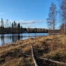 На Ямале компанию обязали выплатить 724 тысячи рублей за незаконную вырубку леса