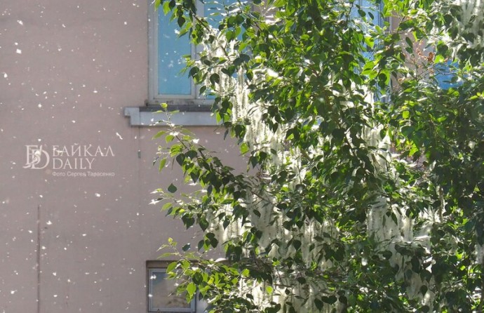 В Бурятии встали на защиту аллергиков