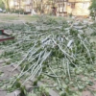 В Астрахани рухнувшее дерево заблокировало выезд с парковки