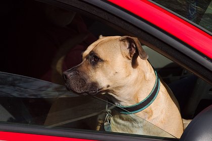 В Подмосковье женщина ездила с собакой в машине и попалась на экстремизме