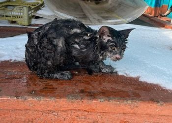 В Приамурье из пожара спасли кошку