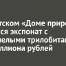 В иркутском «Доме природы» появился экспонат с окаменелыми трилобитами за два миллиона рублей
