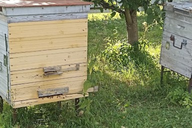 Пасеку из 25 ульев должен убрать житель одной из деревень Верховажского округа