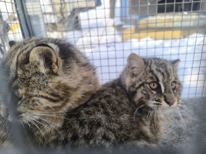 Котят дальневосточного лесного кота спасли в Приморье Котят дальневосточного лесного кота спасли в Приморье