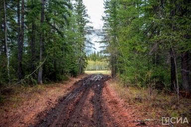 Мужчина ушел по ягоды и не вернулся в Нерюнгринском районе Якутии