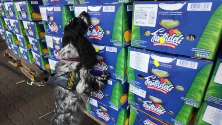 Что могут скрывать коробки с бананами и какие уловки в ходу у контрабандистов: как работает таможенная служба морского пункта пропуска «Лесной порт»