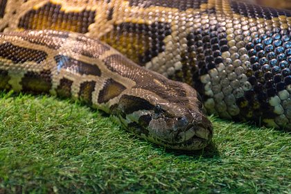 Шестиметровый питон скрутил человека и утащил в реку Шестиметровый питон скрутил человека и утащил в реку