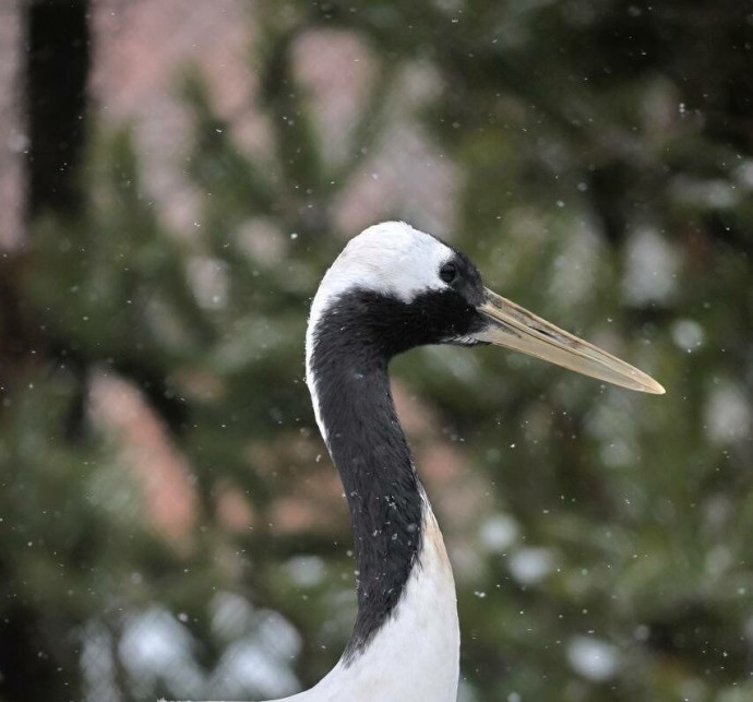 12 января Ленинградский зоопарк закроют на санитарный день