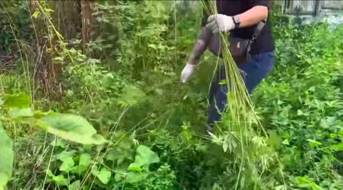 Полиция нашла в огородах пенсионеров богатый «урожай» - 162 куста конопли