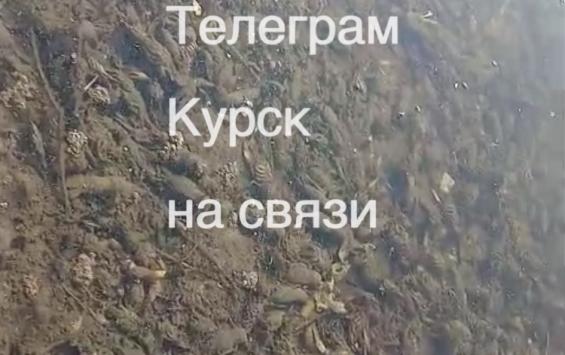 В Курской области дно реки Сейм усыпано мертвыми раками и рыбами
