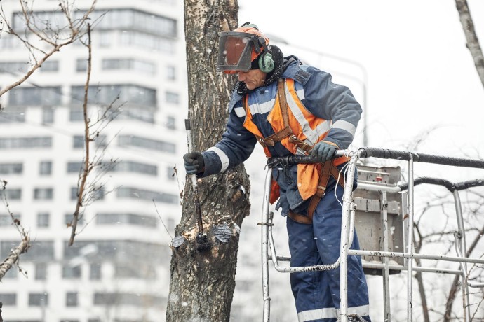 В Москве началась омолаживающая и формовочная обрезка деревьев В Москве началась омолаживающая и формовочная обрезка деревьев