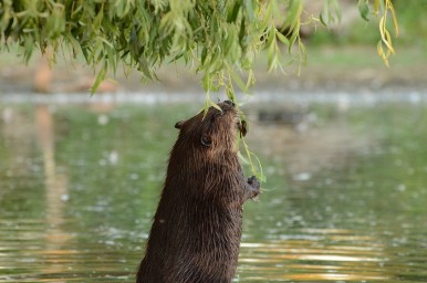 Бобры помогают опылять цветы
