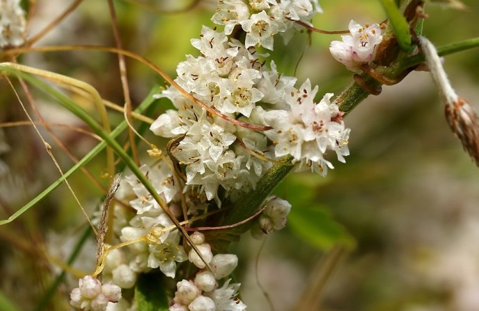 В Пензенской области выявили десятки новых зон распространения опасных растений В Пензенской области выявили десятки новых зон распространения опасных растений