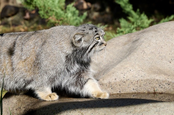 Зрители трансляций из Московского зоопарка могут проверить знания о манулах
