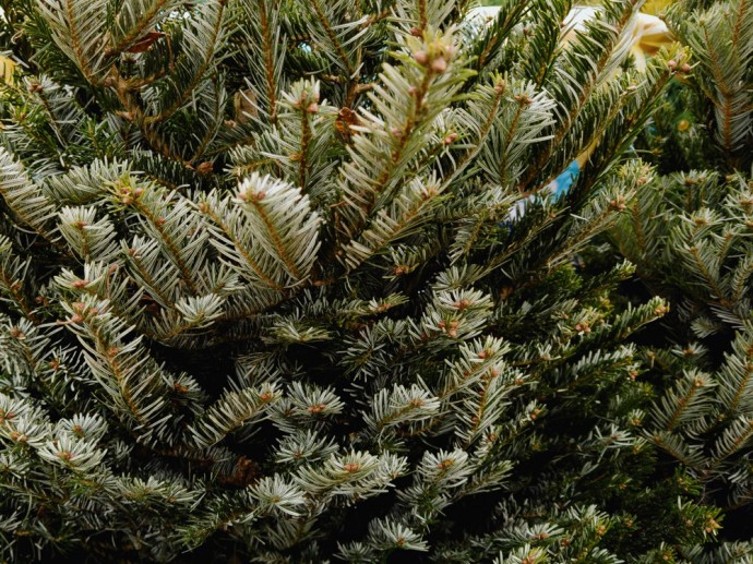 Пензенцев предупреждают: за вырубку елей грозит до 7 лет лишения свободы