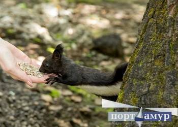 Тепло и солнечно будет в начале рабочей недели в Приамурье