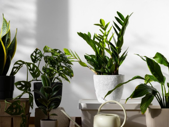 Правильный полив комнатных растений зимой: ошибки и рекомендации