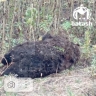 В Башкирии «Шевроле - Нива» насмерть сбила медведя